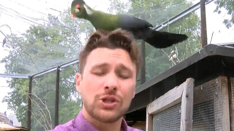 Exotic bird lands on reporter's head
