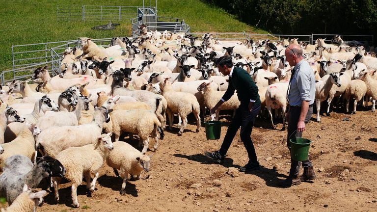 (left to right) Prime Minister Rishi Sunak, Farmer David Chugg and parliamentary candidate for North Devon Selaine Saxby feed sheep during a visit to a farm in Devon, while on the General Election campaign trail. Picture date: Tuesday June 18, 2024.