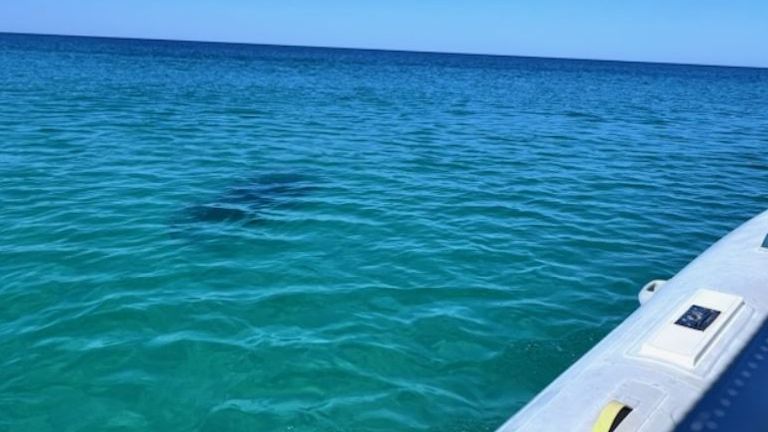 A 14-foot hammerhead shark has been spotted in the water. Pic: Walton County Sheriff's Office