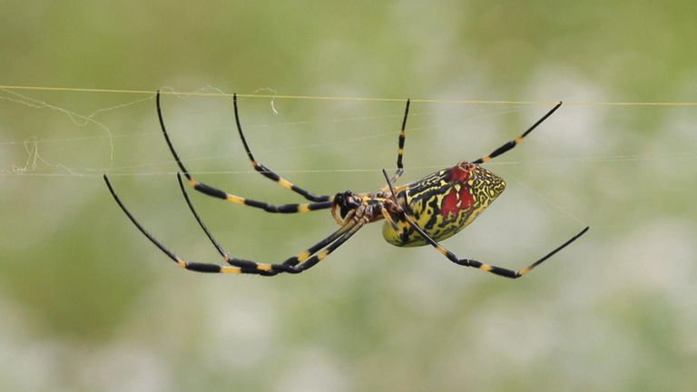 giant venomous flying spider spreading across USA