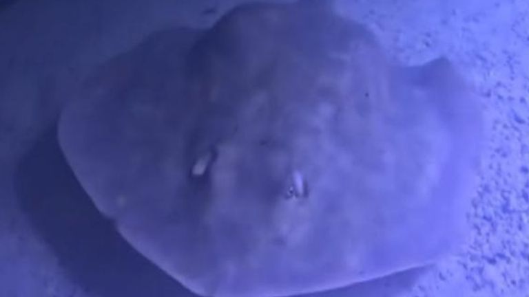 A stingray whose "virgin" pregnancy made global headlines has a rare reproductive disease, the aquarium housing her has said.