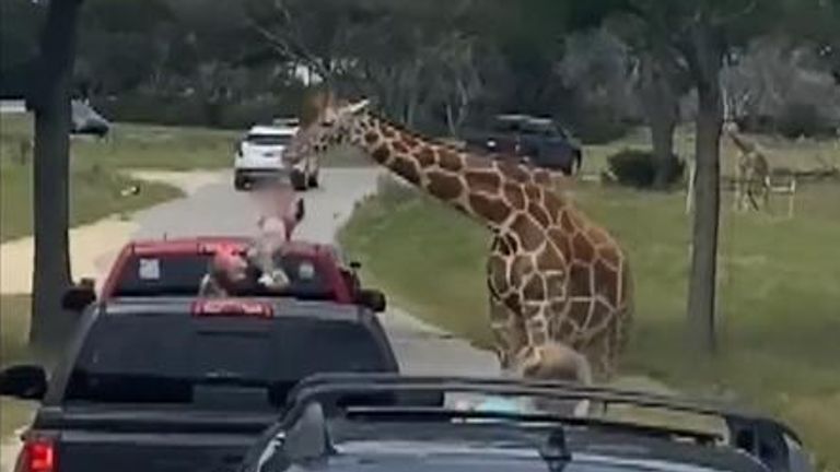 Giraffe picks up toddler at safari park in Texas
