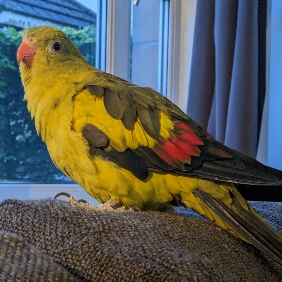 Parrot That Escaped Home Found Five Miles Away After wild Weekend parrot-that-escaped-home-found-five-miles-away-after-wild-weekend