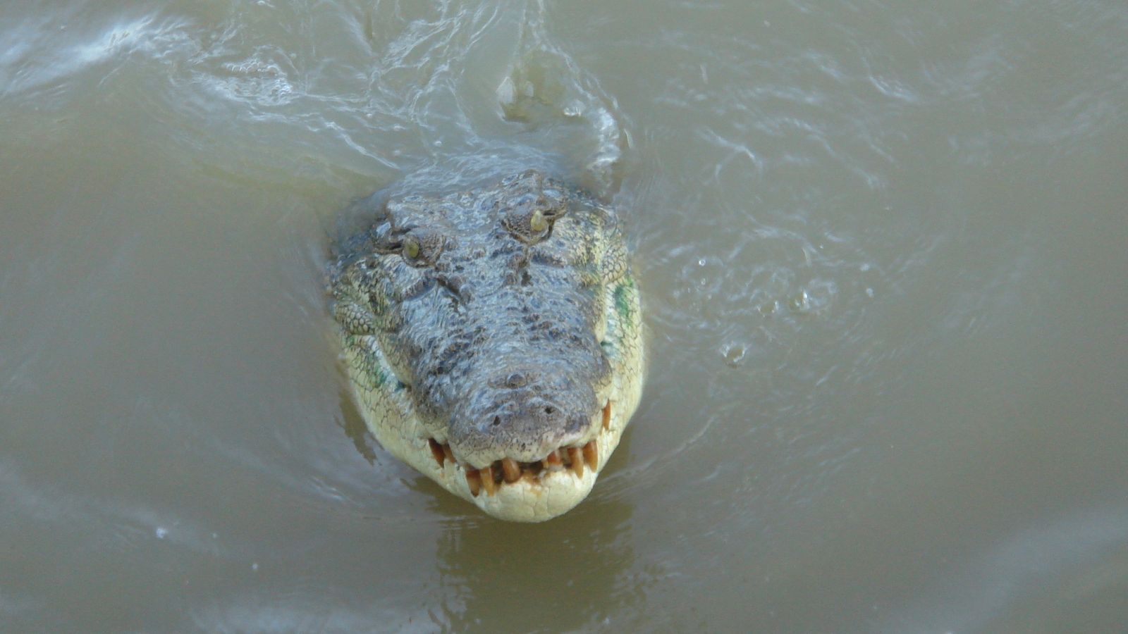 Crocodile shot dead after killing girl, 12, in Australia