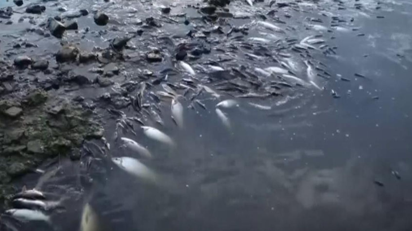 Brazil: Tonnes of dead fish wash up in river | Sky News