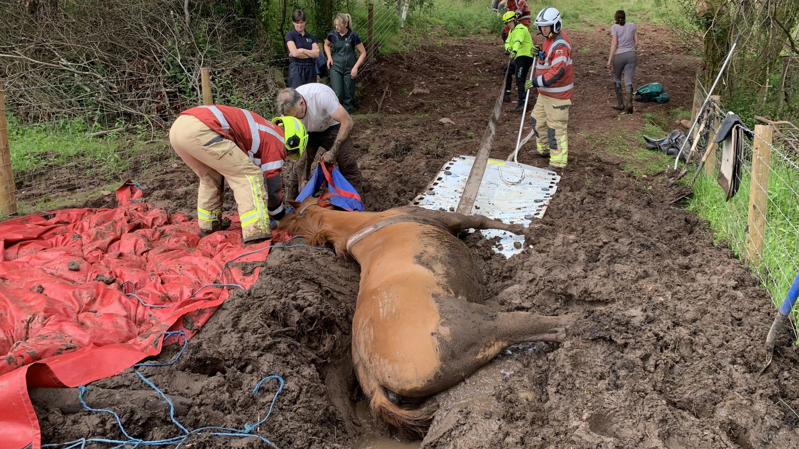 Fire crews rescue 20-year-old horse from bog in Brecon | UK News | Sky News