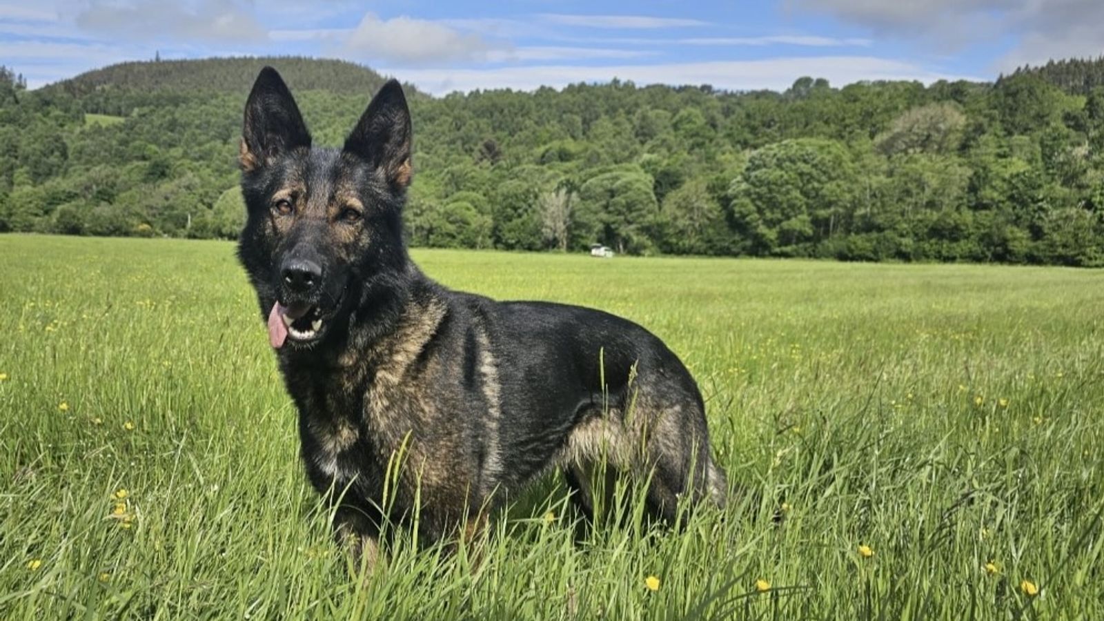 Полицейско куче, изчезнало в Шотландските планини, намерено след претърсване