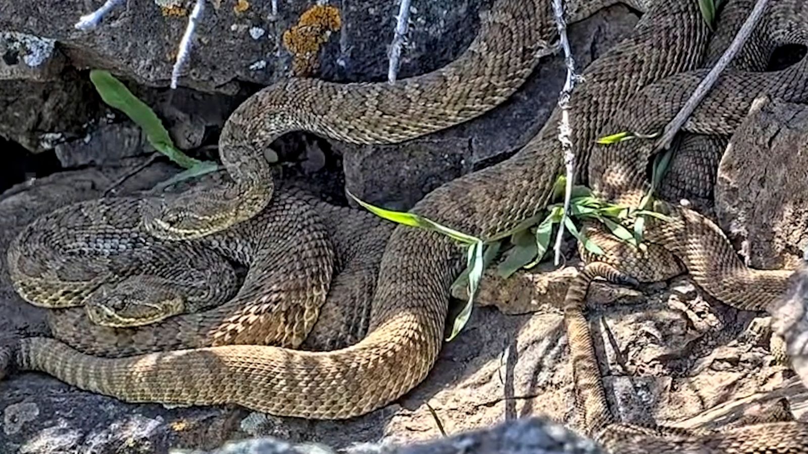 Snake ‘mega den’ webcam could leave viewers rattled | US News