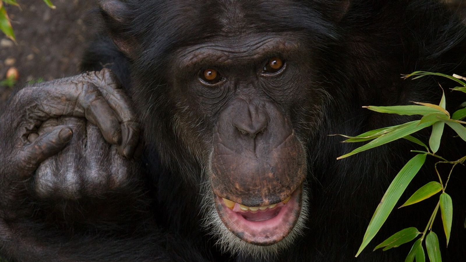 Edinburgh Zoo chimpanzee dies after suffering severe injuries in troop ...