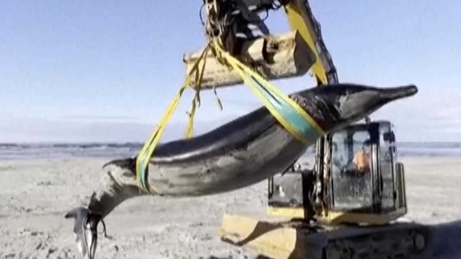 Rare spade-toothed whale washes up on a New Zealand beach | Sky News