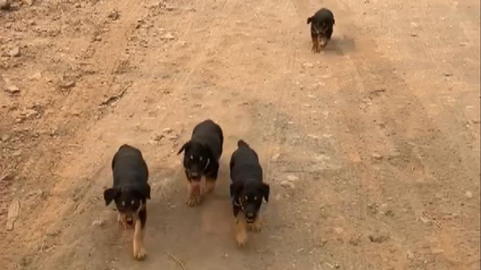 US: A mother Rottweiler and her four puppies were airlifted to safety ...