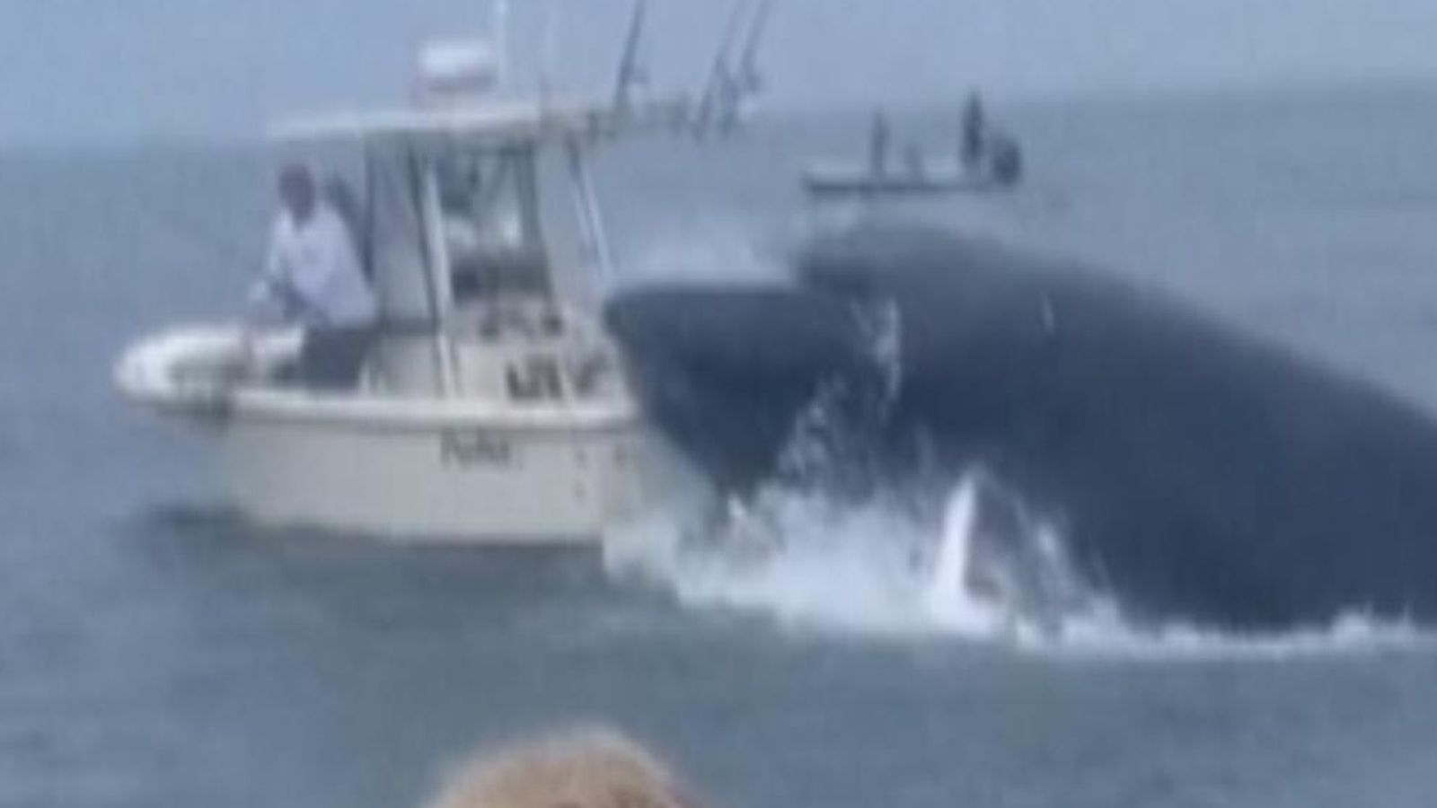 New Hampshire: Whale Slams Into Boat And Capsizes It, But Occupants Are ...