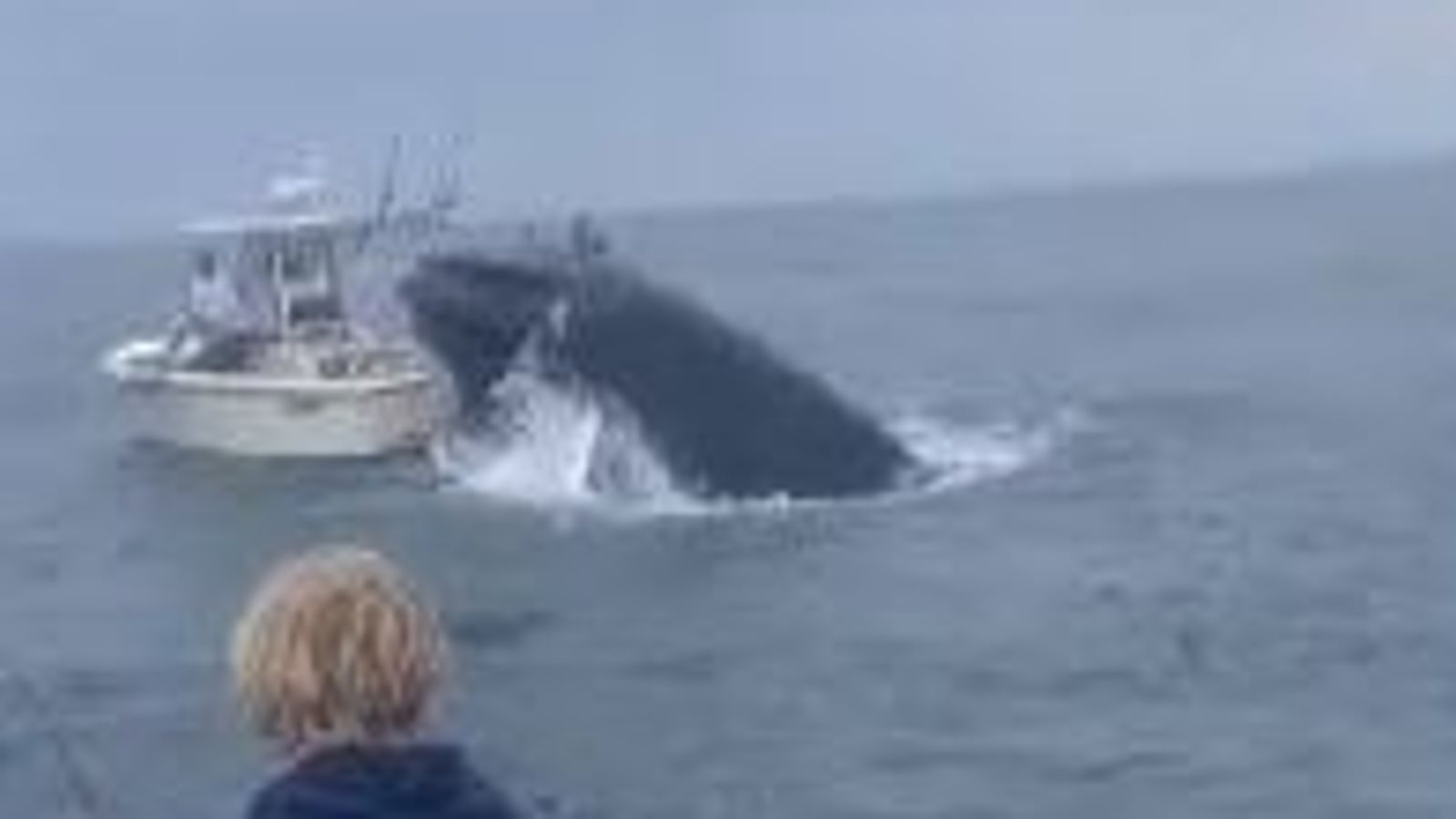 Breaching whale capsizes fishing boat off New Hampshire coast | US News ...