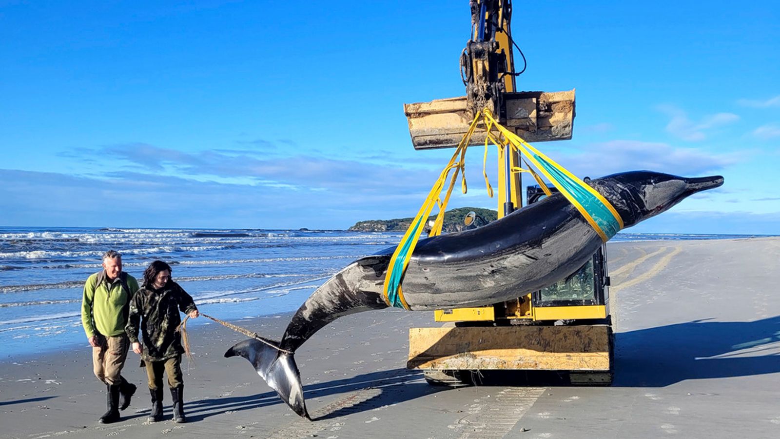 One of the world’s rarest whales may have washed up on New Zealand beach, say experts