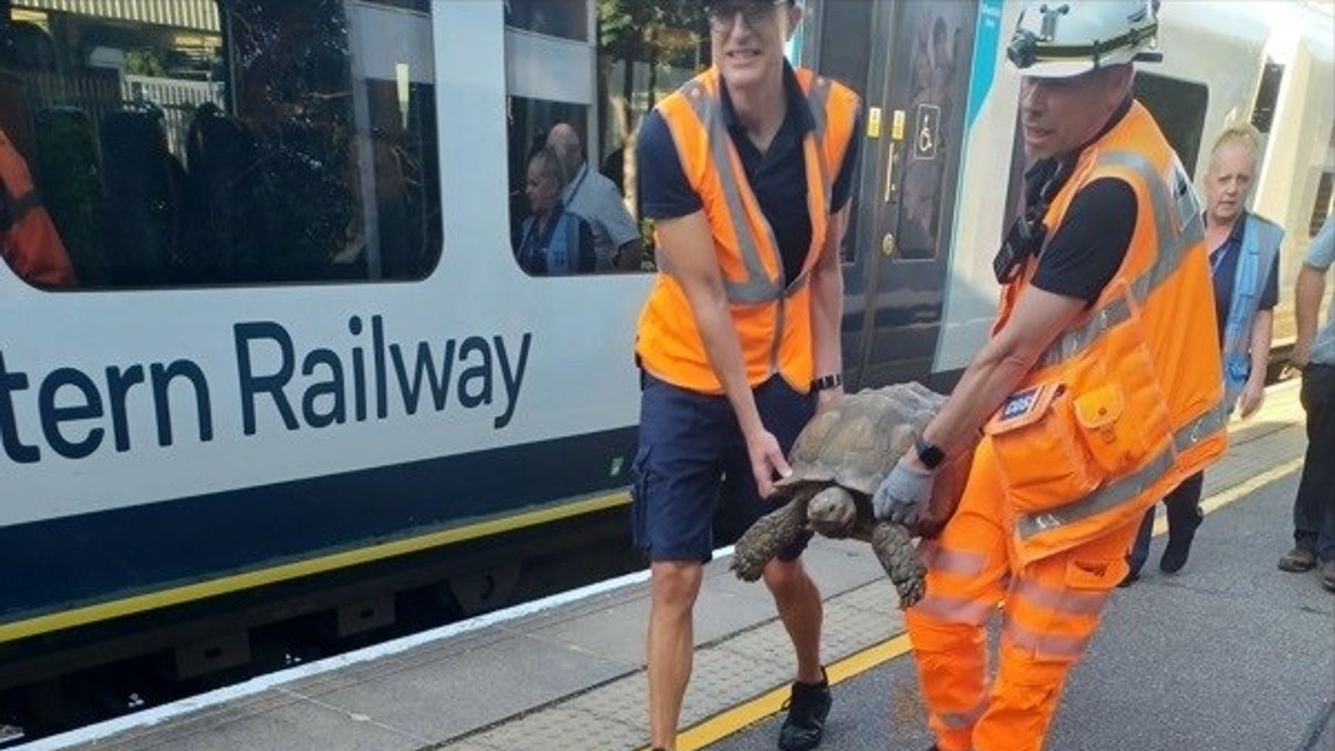 Tortoise causes train delays after slowly climbing on to tracks