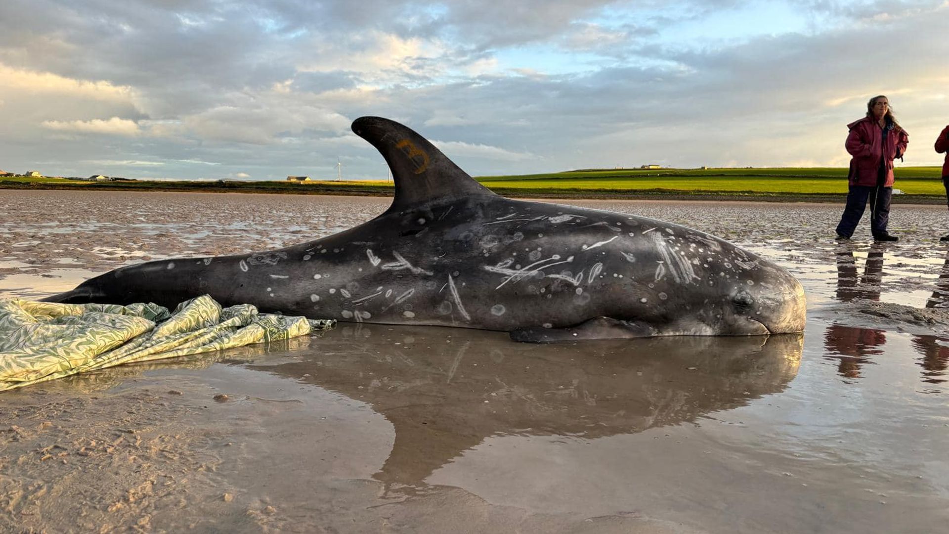 'They did an incredible job': Members of the public help save stranded dolphins