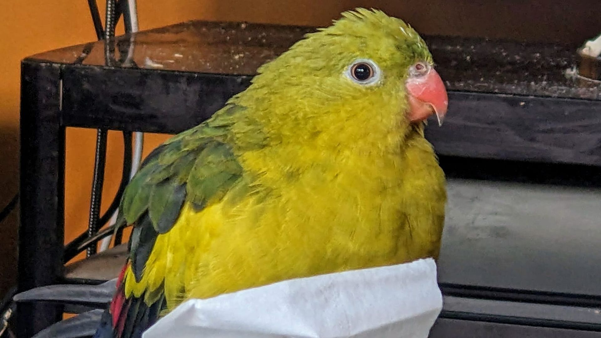 Parrot that escaped home found five miles away after 'wild weekend'