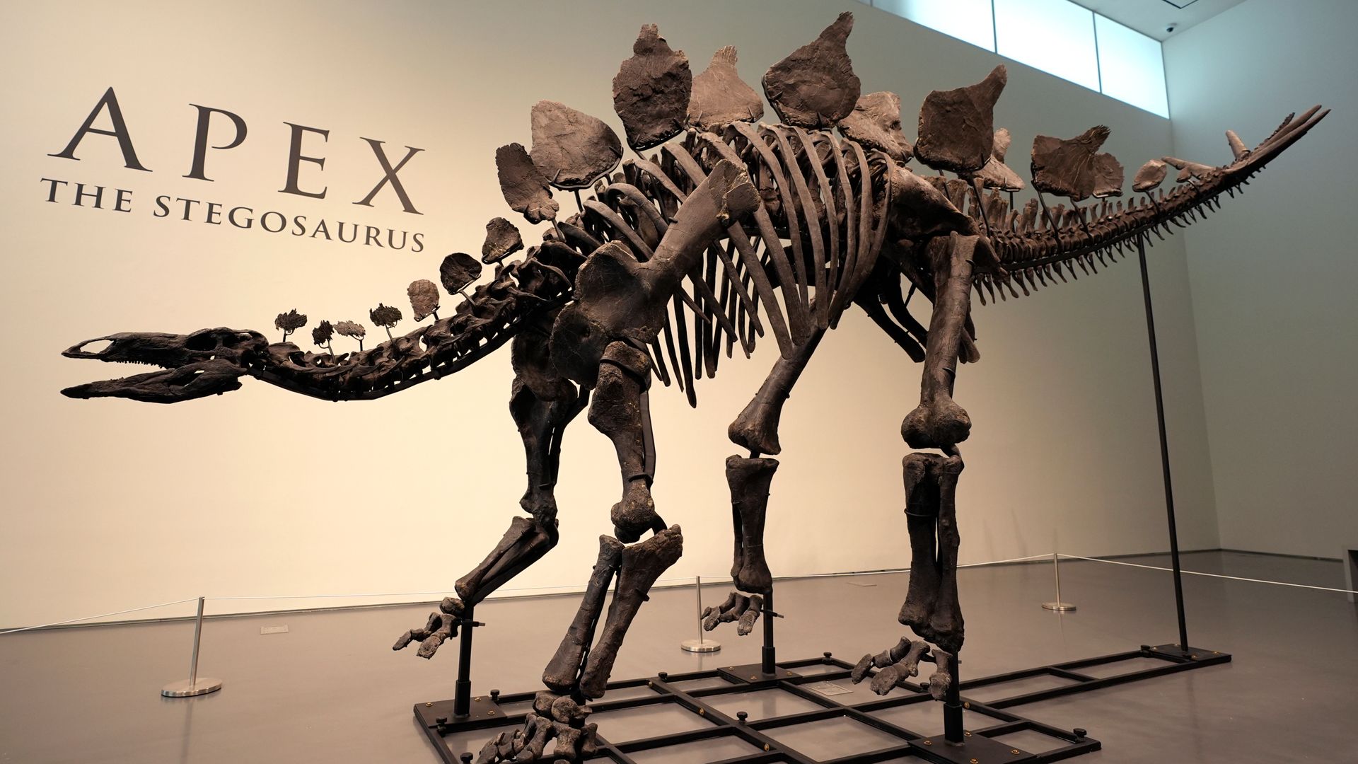 Nearly complete dinosaur fossil sells for record £34m
