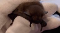 Raspberry the bat. Pic: Tracey Jolliffe