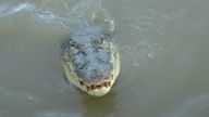 FILED - 17 May 2007, Australia, Adelaide River: A crocodile swims in the Adelaide River in the Northern Territory. Photo by: Carola Frentzen/picture-alliance/dpa/AP Images


