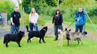 The Moffat six. Pic: Dumfries and Galloway Canine Rescue Centre