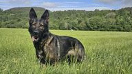 PD Fergie. Pic: Police Scotland