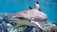 Blacktip Reef Shark.
Pic: iStock