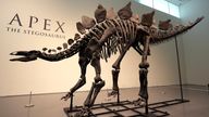 A stegosaurus skeleton is displayed at Sotheby's New York in New York, Wednesday, July 10, 2024. (AP Photo/Pamela Smith)