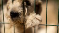 A rescued stray dog peers from inside an open air cell at an animal shelter in Luleburgaz. Pic: AP 
