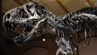 A T-rex skeleton on display in Berlin, Germany, in January 2020. File pic: AP