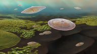 Artist’s impression of the lobate macrofossils living 2.1 billion years ago