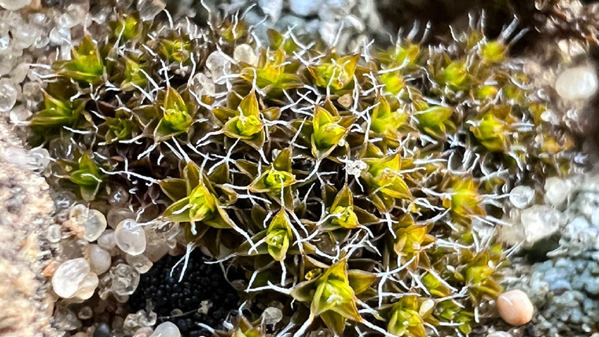 Super moss' discovered that could help sustain life on Mars