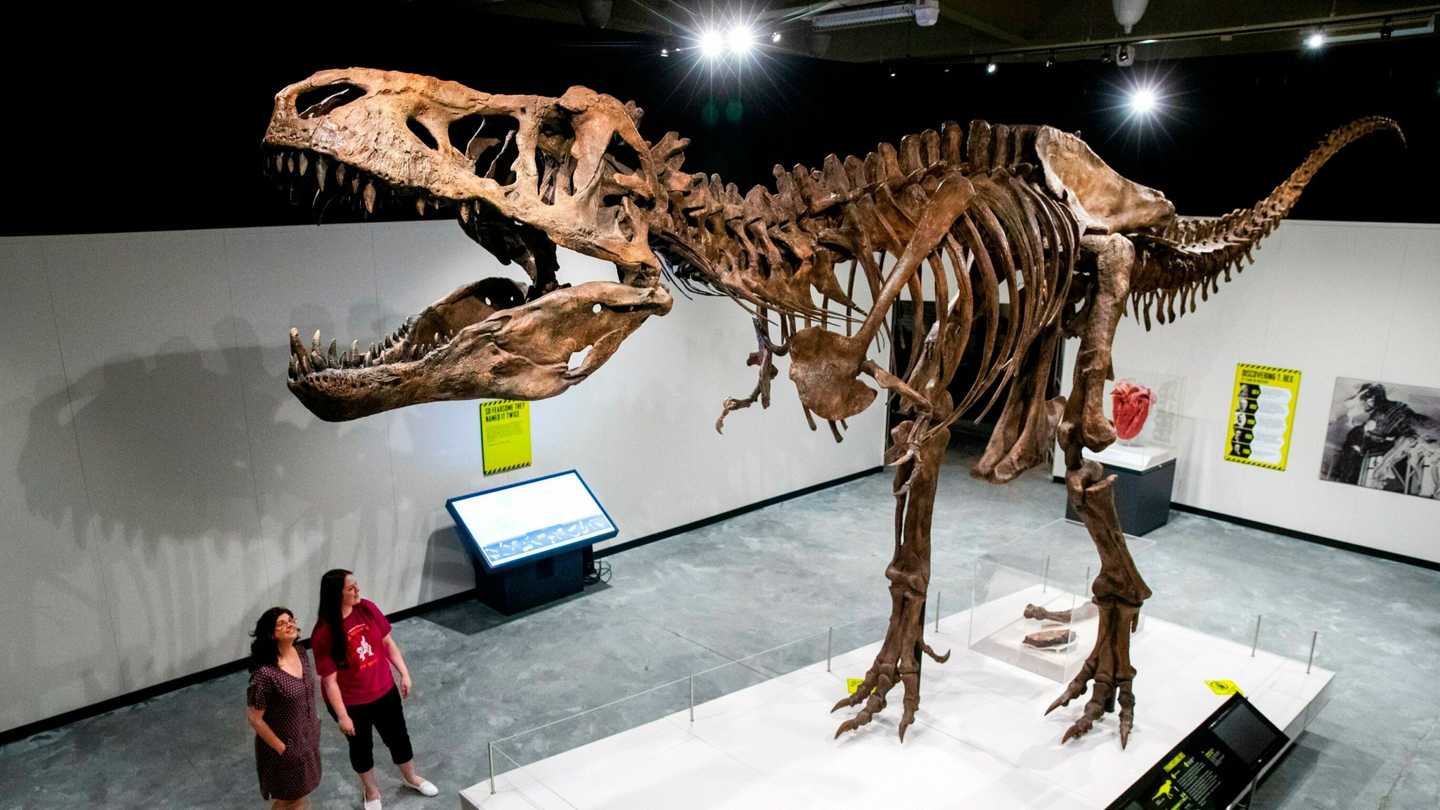 Tyrannosaurus rex could have been even bigger than previously thought