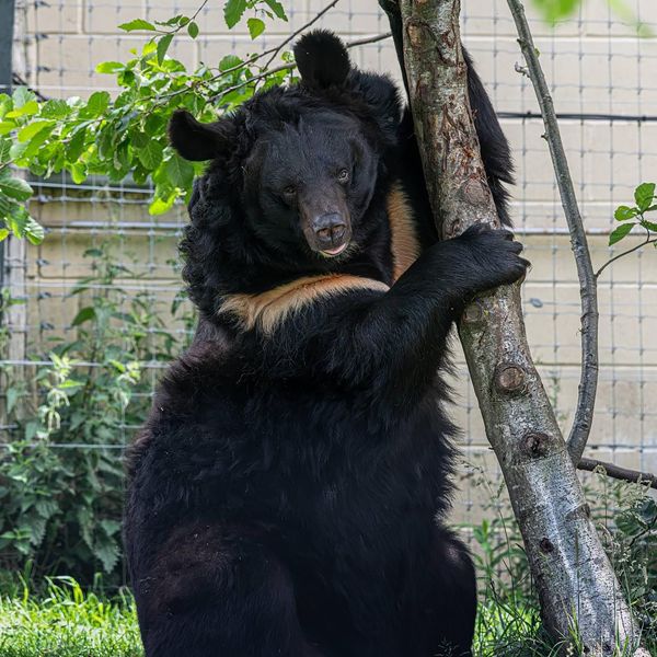 dated handout photo issued by Five Sisters Zoo of Yampil the bear who was rescued from the war in Ukraine and rehomed in Five Sisters Zoo in West Calder in West Lothian has died. The animal had been rehomed there in January this year after being rescued from the village of Yampil in Ukraine. Issue date: Saturday July 13, 2024.