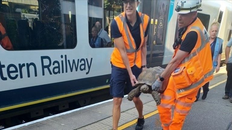 Staff remove Solomon, an escaped tortoise, from a South Western Railway train near Ascot. Pic: X / Network Rail Wessex