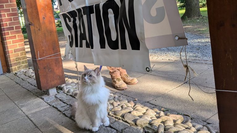 A cat waits for its owner to vote in Burnham