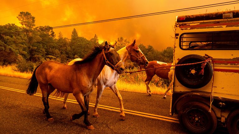 Horses are evacuated during the park fire.  Photo: AP