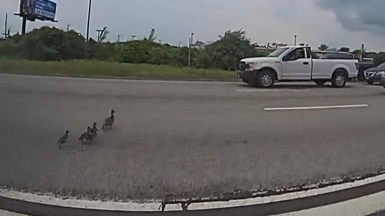 Connecticut Police Help Escort Duck Family off Highway
