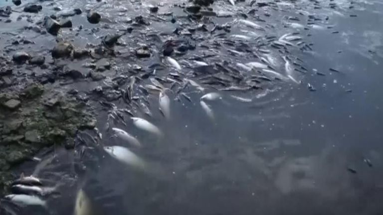 Tonnes of dead fish are discovered in Brazilian river