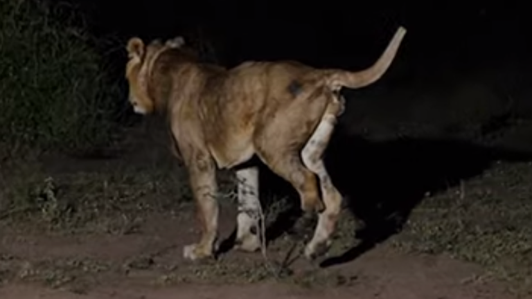 Jacob lost his leg after being caught in a trap. Pic: Griffith University
