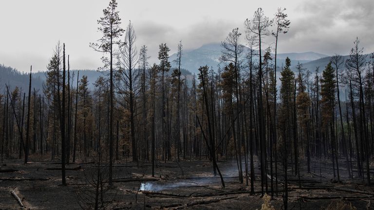 Burnt out forest outside Jasper, Alberta. Pic: AP