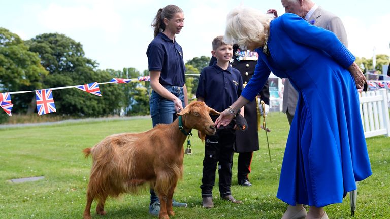 King Charles and Queen Camilla viewing rare Golden Guernsey Goats during a visit to Les Cotils at L'Hyvreuse, in Saint Peter Port, Guernsey.
Pic PA