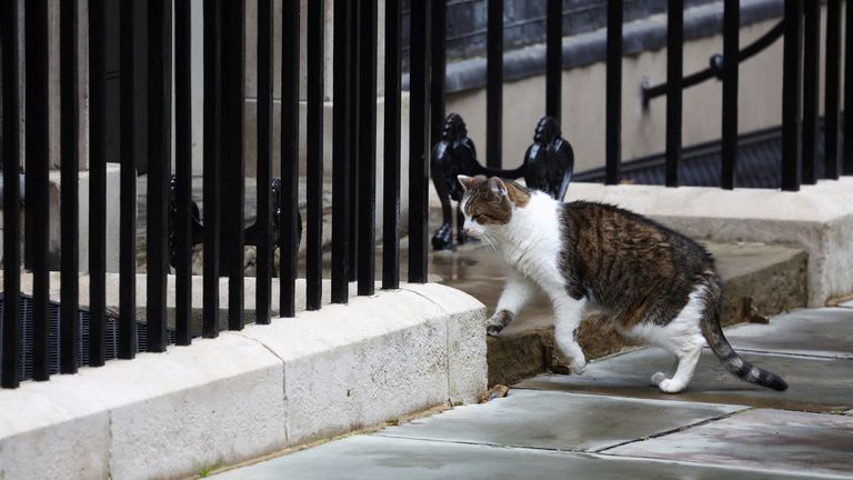 Larry the Cat sits in Downing Street.
Pic: Reuters