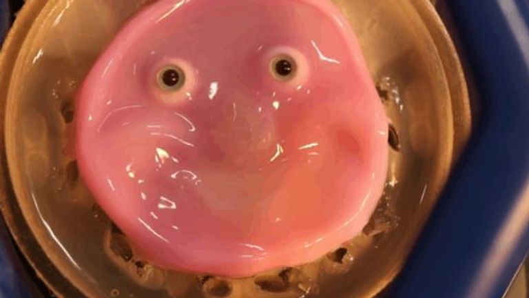 Scientists at Tokyo University have found a way to attach engineered living skin tissue to robots. Pic: Takeuchi et al. CC-BY-ND