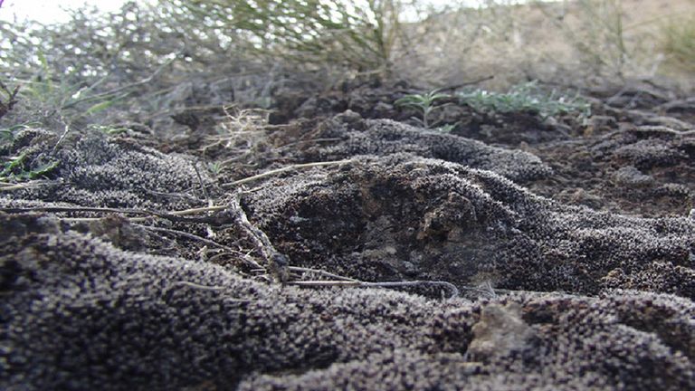 The 'super moss' Syntrichia Caninervis in China. Pic: Chinese Academy of Sciences / The Innovation