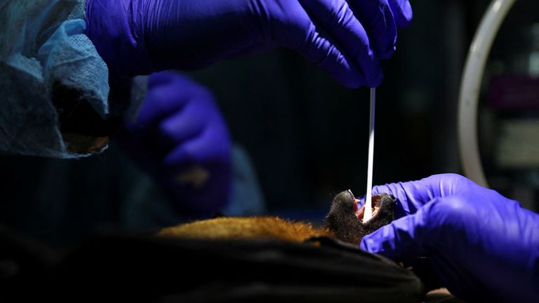 Researchers collect saliva  from a bat as they research the Nipah virus in Bangladesh. File pic: Reuters