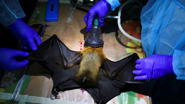 Researchers anaesthetise a bat as they research the Nipah virus in Bangladesh. File pic: Reuters