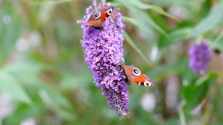 Peacock butterflies