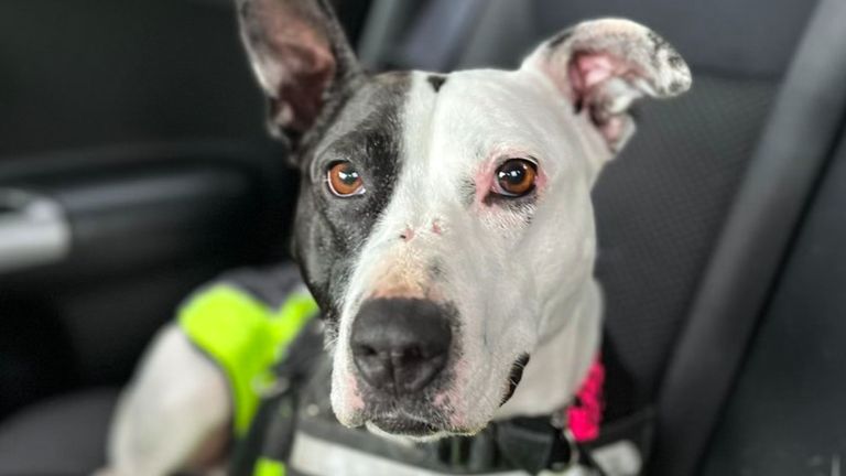 Roxy, Scotland's 'loneliest dog'. Pic: Scottish SPCA