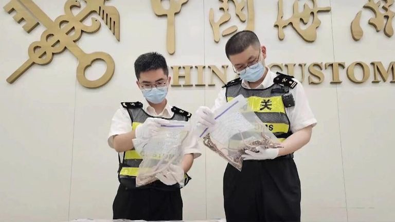 China Customs reported 104 reptiles were rescued, including  non-native species like milk and corn snakes.